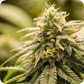 G13 Genius Feminised Seeds