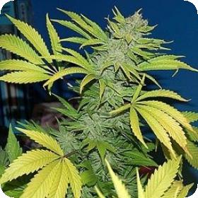G13 Skunk Regular Seeds G13 Skunk Regular Seeds