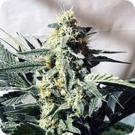 G13 Widow Regular Seeds