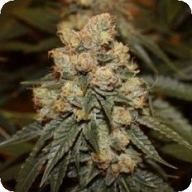 Gamma Berry Regular Seeds