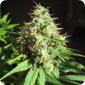 CBD Ghandi Feminised
