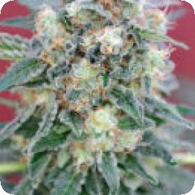 Ganesh Regular Seeds Ganesh Regular Seeds