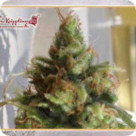 Ganj-nam Style Feminised Seeds Ganj-nam Style Feminised Seeds