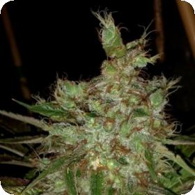 Garlic Cheese Feminised Seeds