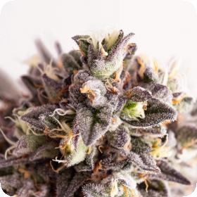 Gelato-K Feminised Seeds Gelato-K Feminised Seeds