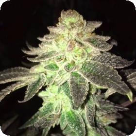 Gelato Feminised Seeds Gelato Feminised Seeds