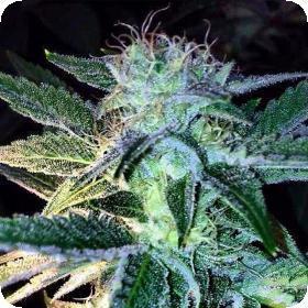 Ghost of Lee Roy Regular Seeds