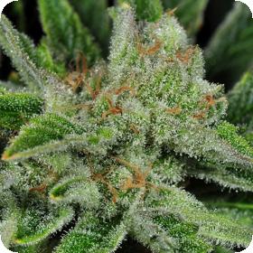 Ghost Train Haze #1 Regular Seeds Ghost Train Haze #1 Regular Seeds