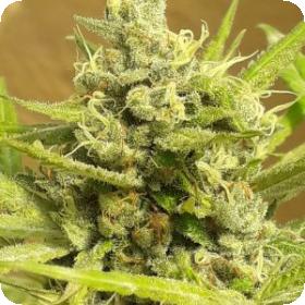 Girl Scout Cookies Auto Feminised Seeds Girl Scout Cookies Auto Feminised Seeds