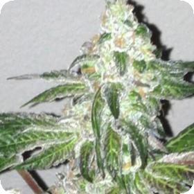 Girl Scout