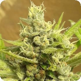 Girl Scout Cookies AUTO Feminised Seeds Girl Scout Cookies AUTO Feminised Seeds