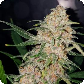 Girl Scout Cookies Feminised Seeds Girl Scout Cookies Feminised Seeds