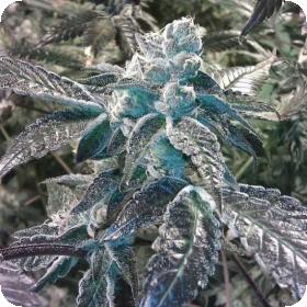 Girl Scout Cookies Regular Seeds Girl Scout Cookies Regular Seeds