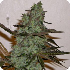 Girl Scout Haze Cookies Feminised Seeds Girl Scout Haze Cookies Feminised Seeds