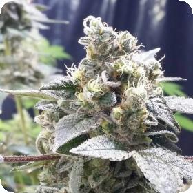 Girl Scout Jones Feminised Seeds Girl Scout Jones Feminised Seeds