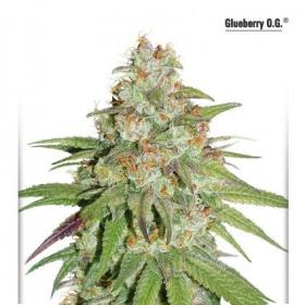 Glueberry Og Feminised Cannabis Seeds Dutch Passion