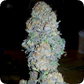 God's Gift Feminised Seeds God's Gift Feminised Seeds