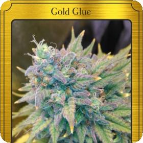 Gold Glue Auto Feminised Seeds