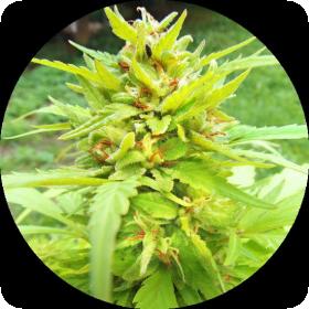 Golden Cannary AUTO Regular Seeds