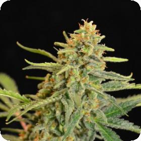 Golden Child Regular Seeds