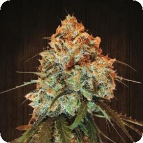 Golden Tiger Feminised Seeds Golden Tiger Feminised Seeds