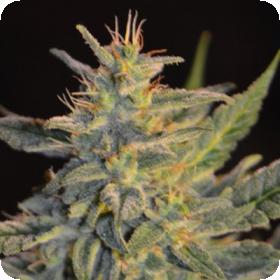 Goo-Che Regular Seeds Goo-Che Regular Seeds