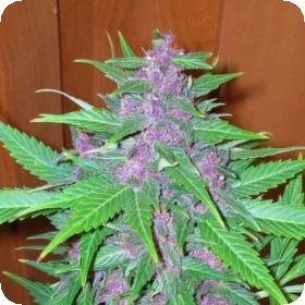 Good Shit Auto Feminised Seeds