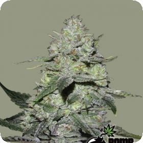 Gorilla Bomb Feminised Seeds Gorilla Bomb Feminised Seeds