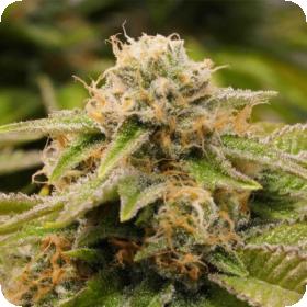 Gorilla Breath Feminised Seeds Gorilla Breath Feminised Seeds