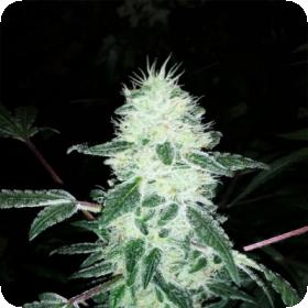 Gorilla Cookies Feminised Seeds Gorilla Cookies Feminised Seeds