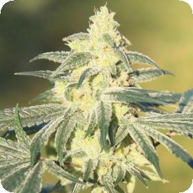 Gorilla Glue Feminised Seeds Gorilla Glue Feminised Seeds