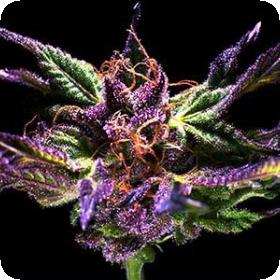 Grand Daddy Purple - 5 FEMINISED Seeds Grand Daddy Purple - 5 FEMINISED Seeds