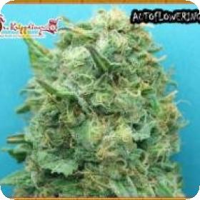 Grand Heft Auto Feminised Seeds Grand Heft Auto Feminised Seeds