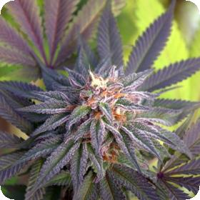 Grand Poohbah Regular Seeds