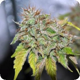 Grandaddy Confidential Feminized Jpg