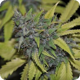 Grandaddy Confidential Feminised Seeds