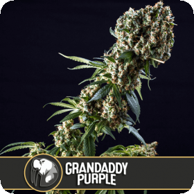 Grandaddy Purple Feminised Cannabis Seeds Blimburn Cannabis Seeds 0