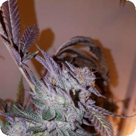 Grandoggy Jones Feminised Seeds