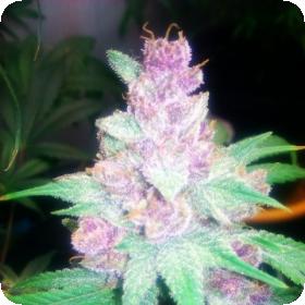 Grape Kush Feminised Seeds Cali Connection Cannabis Seeds