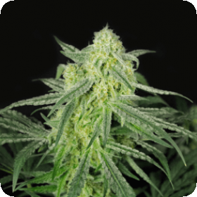 Grape Slushie Regular Seeds Grape Slushie Regular Seeds