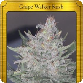 Grape Walker Kush Auto Feminised Seeds Grape Walker Kush Auto Feminised Seeds