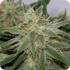Grapefruit Feminised Seeds