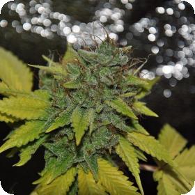 Grapefruit Diesel Feminised Seeds Grapefruit Diesel Feminised Seeds