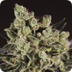 Grapefruit x SCBDX Feminised Seeds
