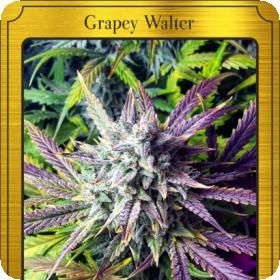 Grapey Walter Auto Feminised Seeds Grapey Walter Auto Feminised Seeds
