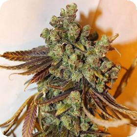 Grateful Casey Jones Mix Pack Feminised Seeds Grateful Casey Jones Mix Pack Feminised Seeds