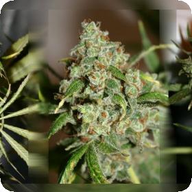 Grateful Casey S1 Feminised Seeds Grateful Casey S1 Feminised Seeds