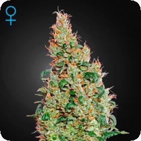 Green-O-Matic Auto Feminised Seeds Green-O-Matic Auto Feminised Seeds