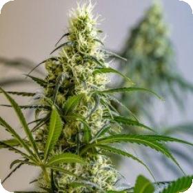 Green Avenger Regular Seeds