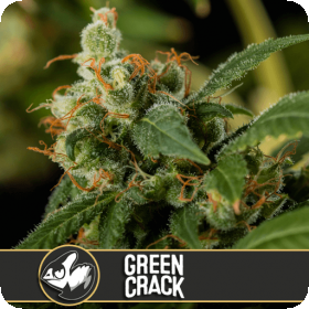 Green Crack Feminised Cannabis Seeds Blimburn Cannabis Seeds 0
